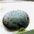 Seed